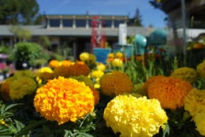 Plants to Make Summer Insects Bug Off