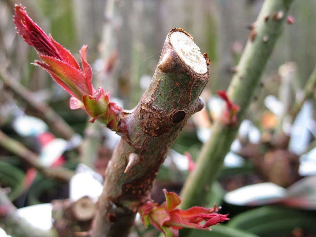 How to plant a dormant rose | Sloat Garden Center