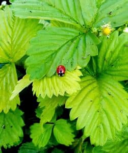 Ladybug on strawberry