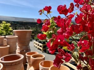 Bouganvillea care basics