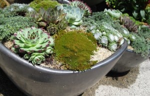 DIY Succulent Container Designs: 3 tips to create your own