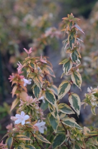 abelia_x_grandiflora_kaleidoscope