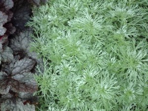 Artemisia schmidtiana ‘Silver Mound’