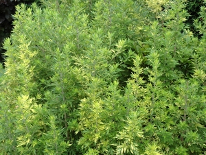 Artemisia vulgaris ‘Oriental Limelight’