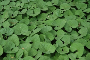 Asarum canadense