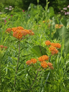 Asclepias tuberosa