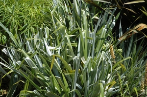 Astelia nervosa