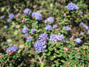 Using California Natives in the Garden