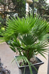 Chamaerops humilis | Sloat Garden Center
