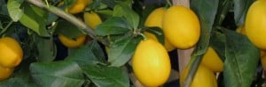 Webinar: How to Prune Citrus