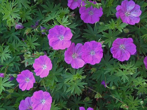 All about Geraniums & Pelargoniums