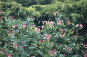 Lonicera x heckrottii