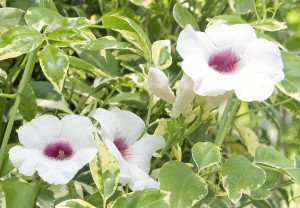 Pandorea jasminoides ‘Charisma’