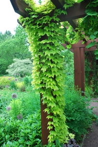 Parthenocissus tricuspidata