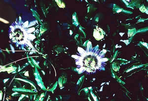 Passiflora caerulea