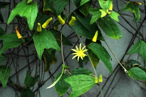 Passiflora citrina