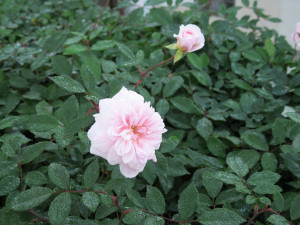 Rosa polyantha ‘Cecile Brunner’