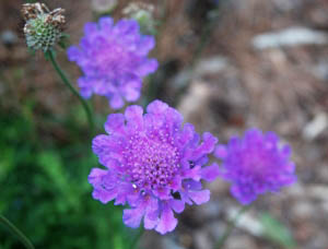 Scabiosa  ‘Vivid Violet’