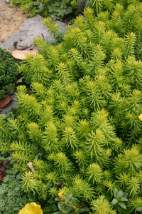 Sedum  ‘Angelina’