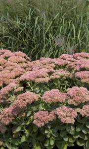 Sedum  ‘Autumn Fire’