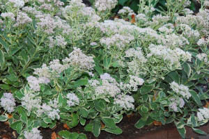 Sedum  ‘Frosty Morn’
