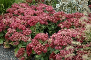 Sedum  ‘Mr Goodbud’