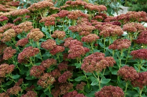 Sedum Spectabile Autumn Joy | Wholesale Nursery - Nurseries In - Foto 9