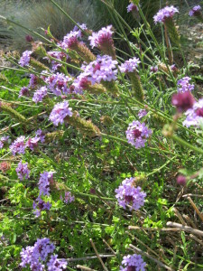 verbena_lilacina-jpg