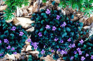 Labrador Violet Invasive Viola labradorica | Sloat Garden Center