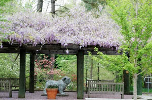 Wisteria sinensis