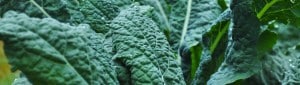 Webinar: Fall is for Planting!