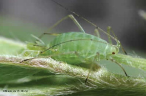 aphid