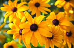 Ode to Rudbeckia