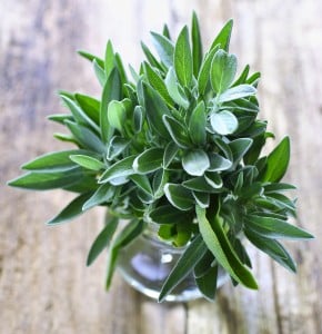 sage shutterstock_13411165