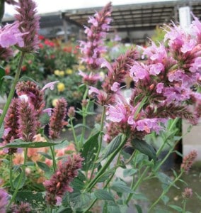 All about Agastache & Aeonium