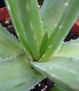 Aloe Vera