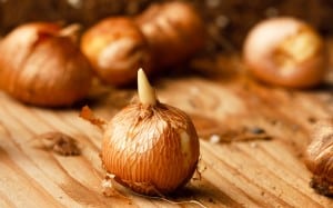 spring bulbs