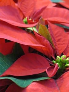 Red Poinsettia!