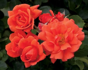 Picking sleeves for roses