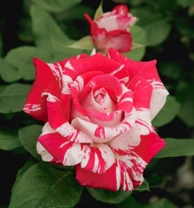 Webinar: Rose Pruning Tips & Tricks