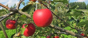 Webinar: Introduction to Fruit Tree Pruning