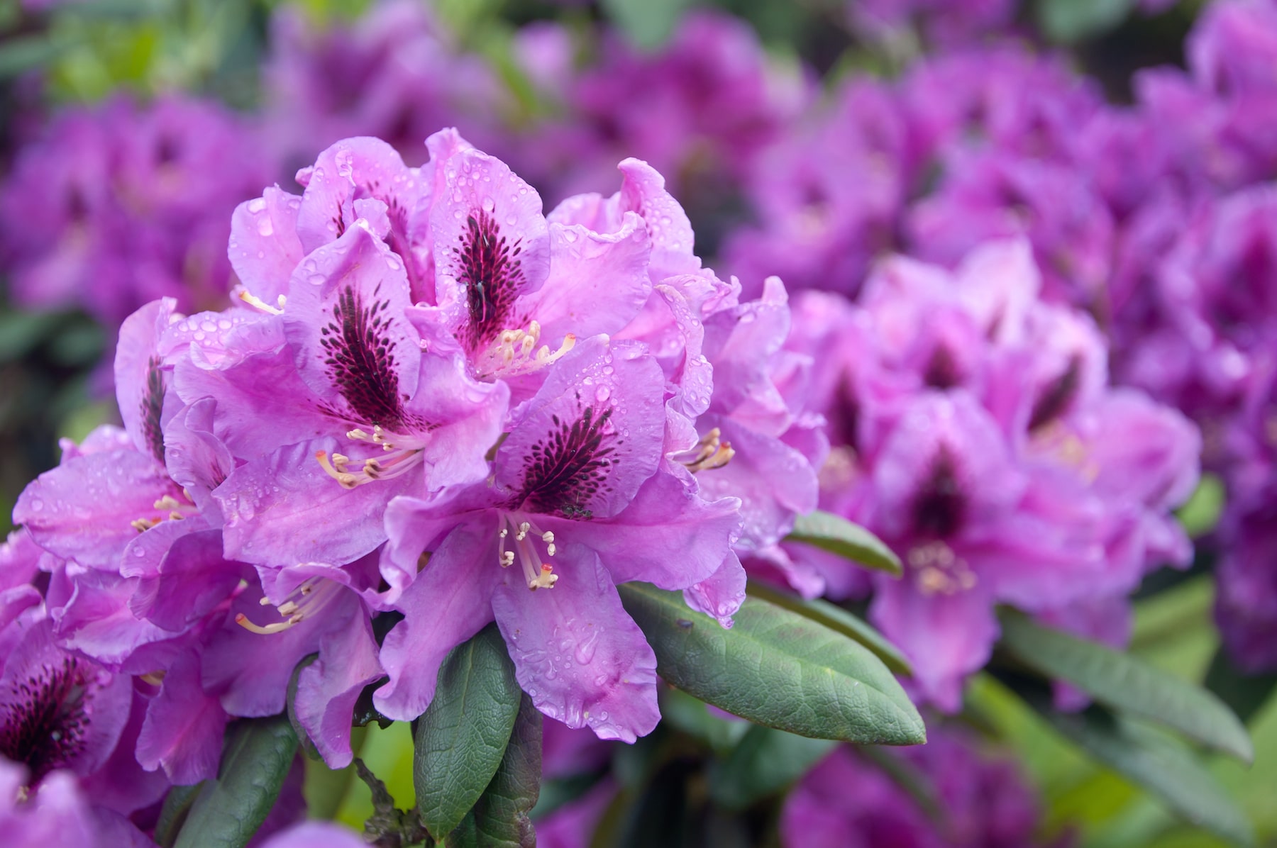rhododendron