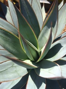 Monday morning with agave