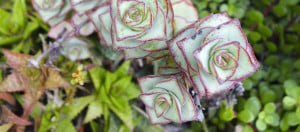 Basic Succulent Care