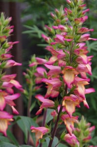 digiplexis illumination