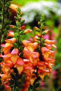 digiplexis_illumination_apricot_hi