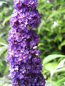 buddleja