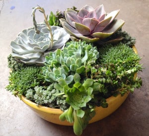 succulent planter