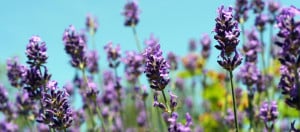 All about Lavender
