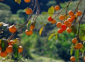 persimmon